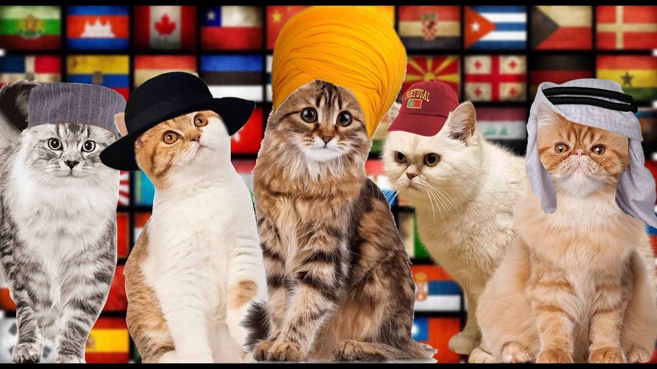 Cat in 50 Languages