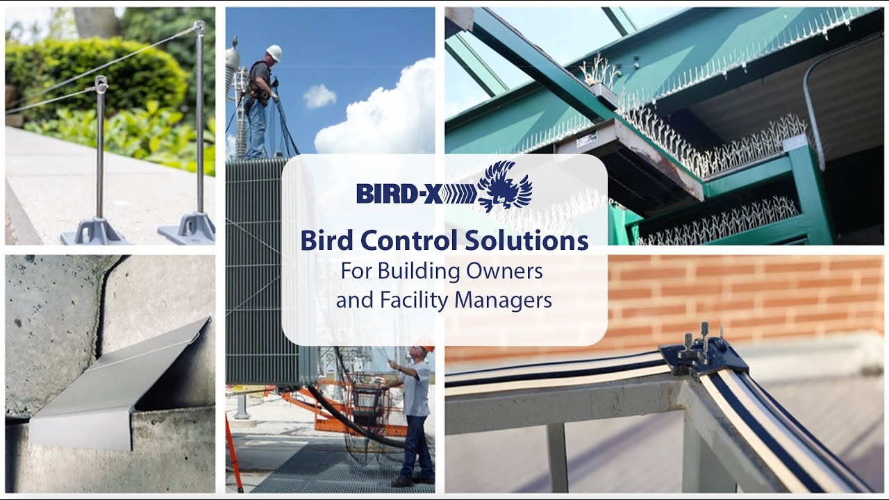 Effective Bird Control Solutions for Facility Managers
