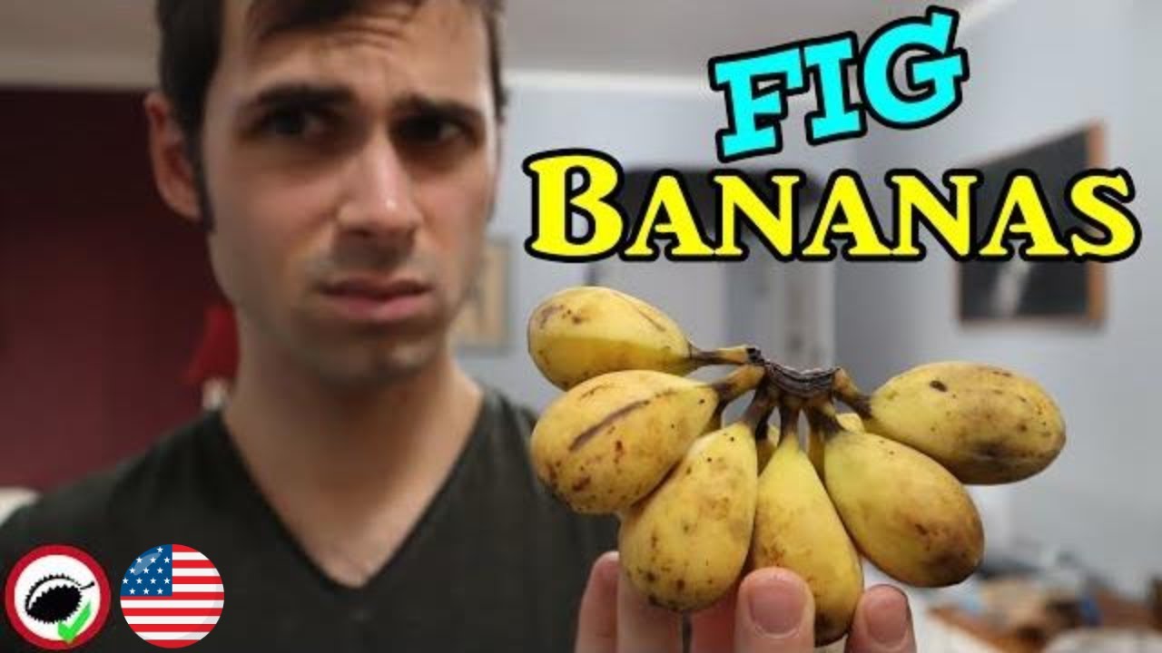 GOLF BALL SIZED BANANAS! (Pitogo banana review) - Weird Fruit Explorer Ep. 339