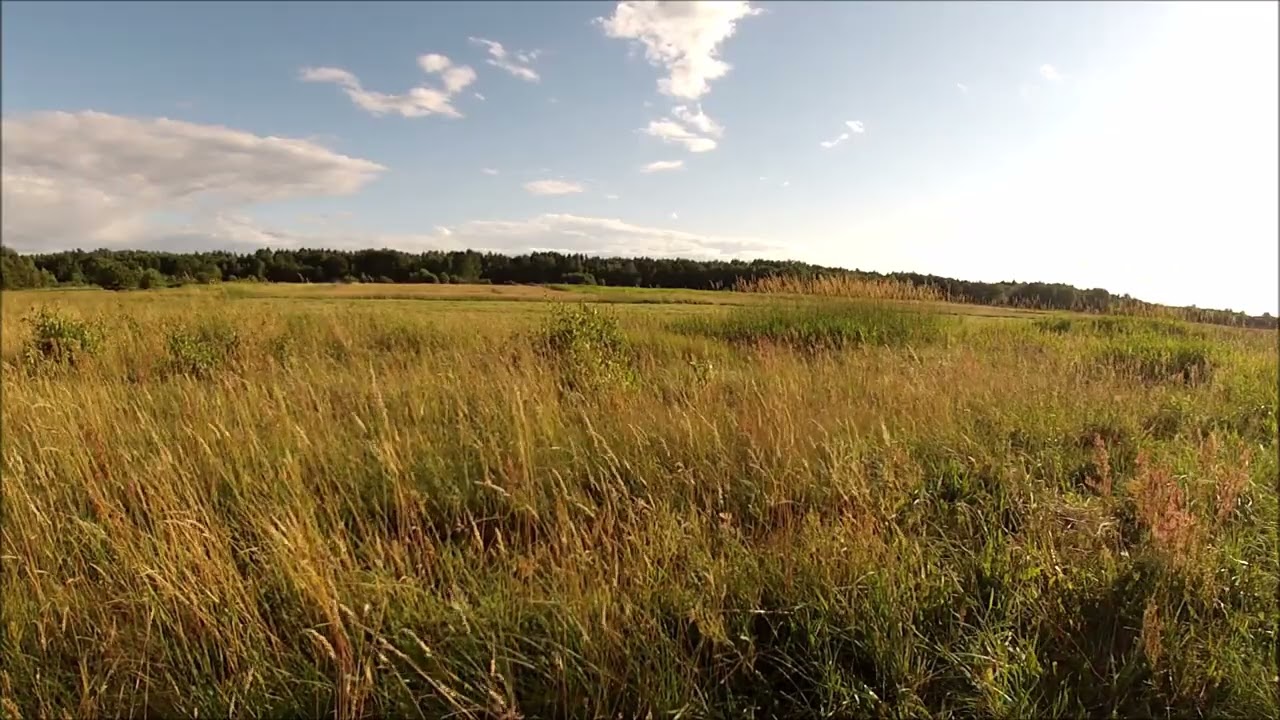 LEPSZE WIDOKI na łąkę na wietrze. WIDOK na trawy.  Witar, łąka. Relakująca muzyka.