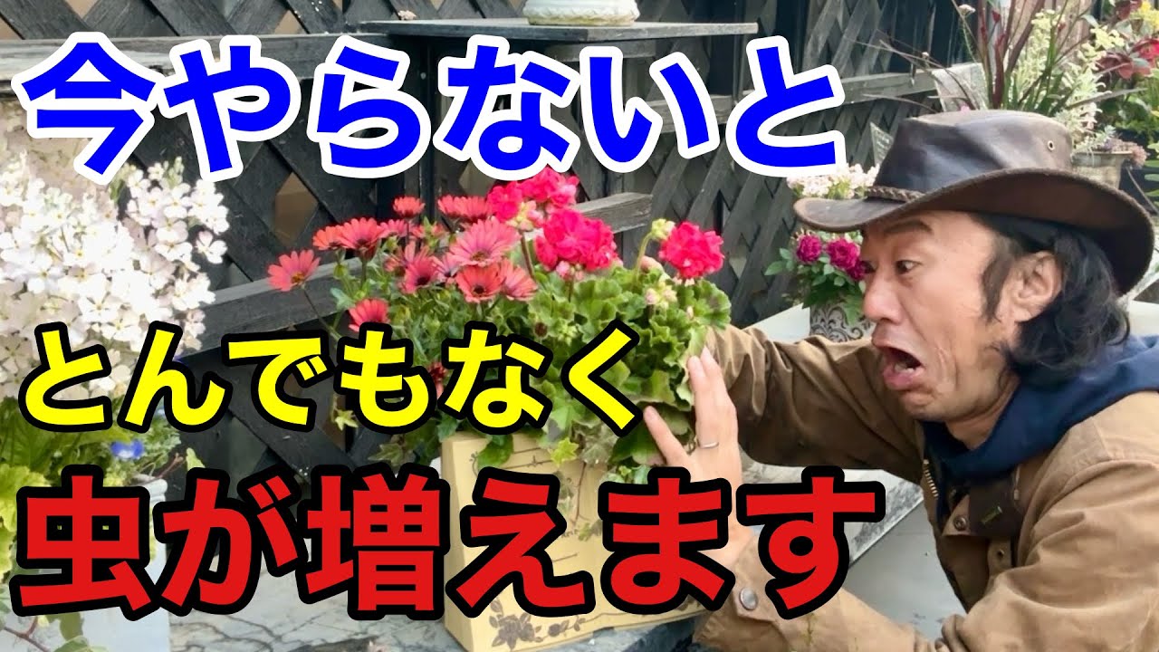 【もうすでに…】今すぐできる最も効果的な害虫予防教えます　　　　　　　　【カーメン君】【園芸】【ガーデニング】【初心者】