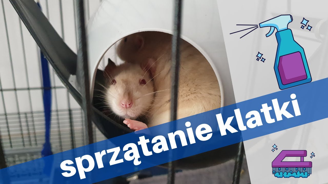 Jak wygląda sprzątanie klatki szczurów? | Szczuromania #14