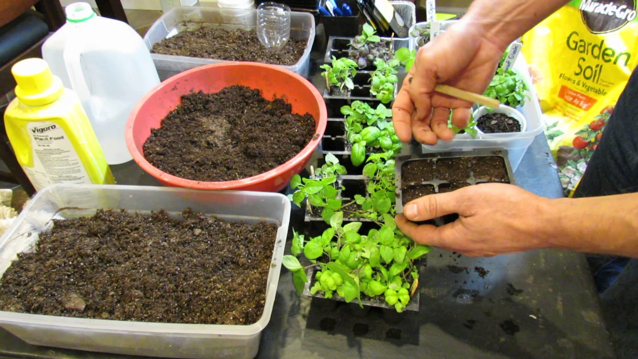 Seed Starting Basil Indoors: Starting Mixes, Light, Fertilizing & More  - Grow as I Grow Series