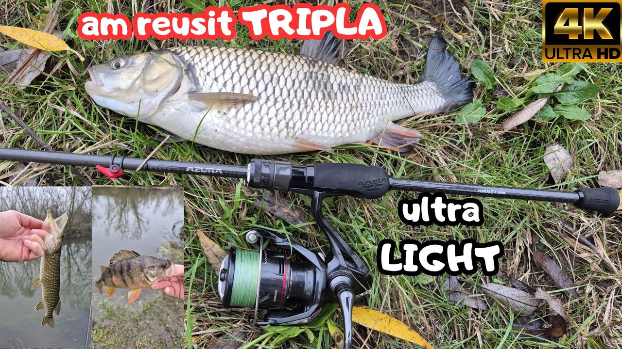 🏆🎣Мне снова удалось утроить улов! Я поймал много хищных рыб в дикой природе на сверхлегкую спинни...