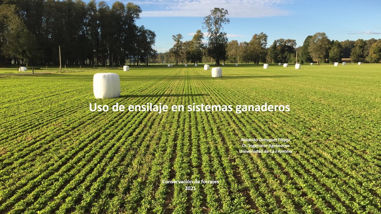Uso de ensilajes en sistemas ganaderos
