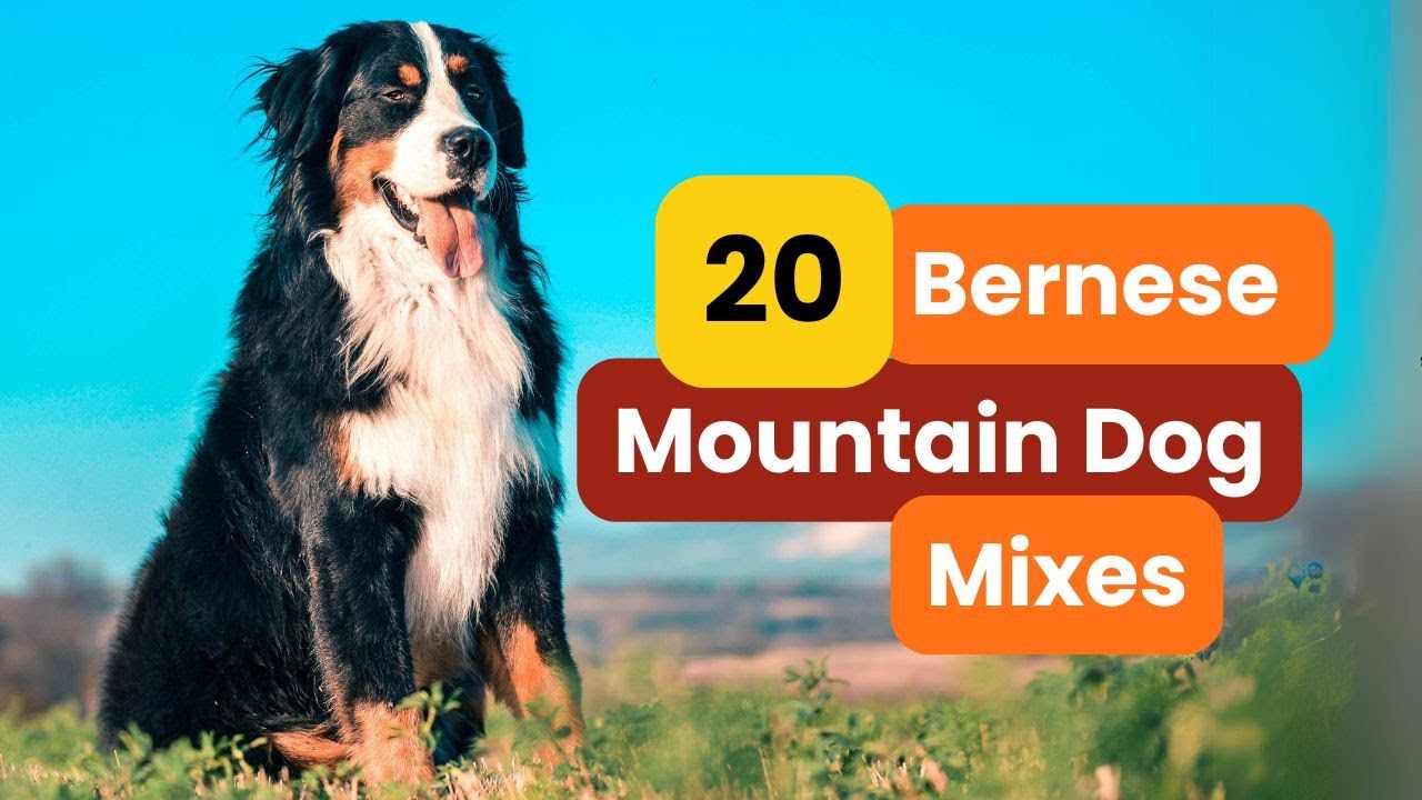 20 Popular BERNESE MOUNTAIN DOG Mixes You Need to Know