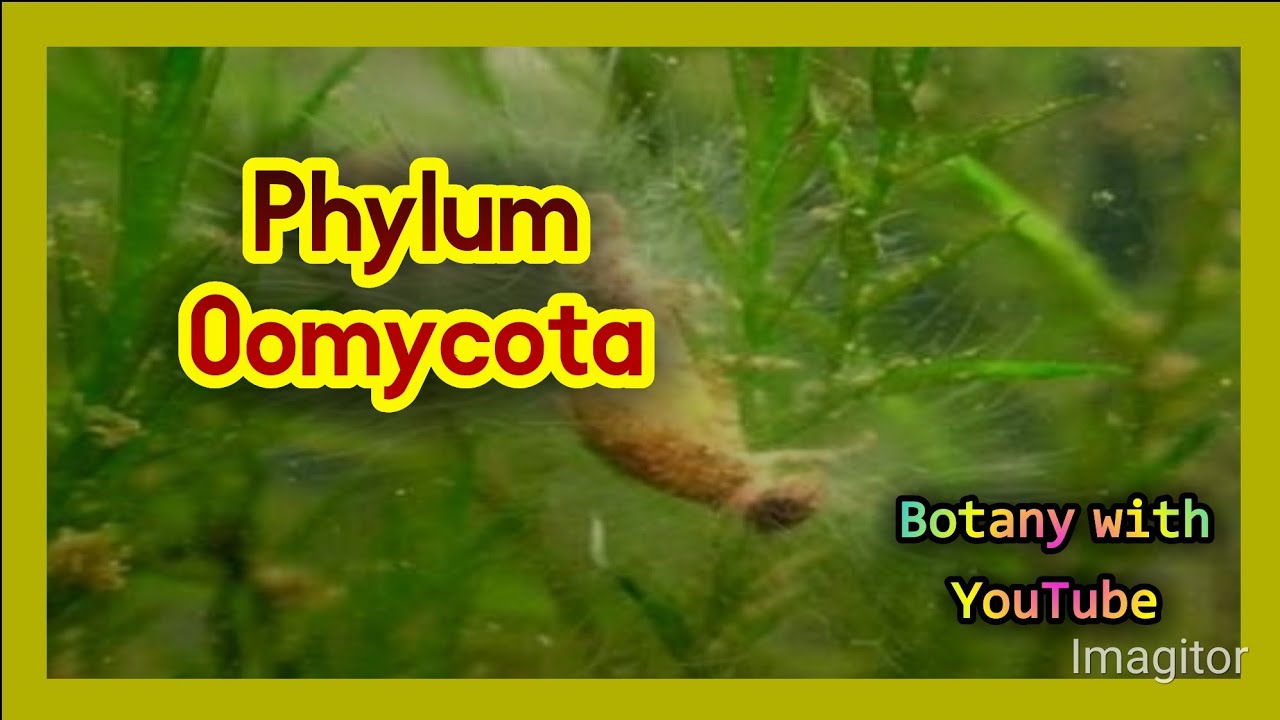 Phylum Oomycota | Oomycota phylum | phylum | Water molds/ Oomycota | fungus like protists | Oomycota