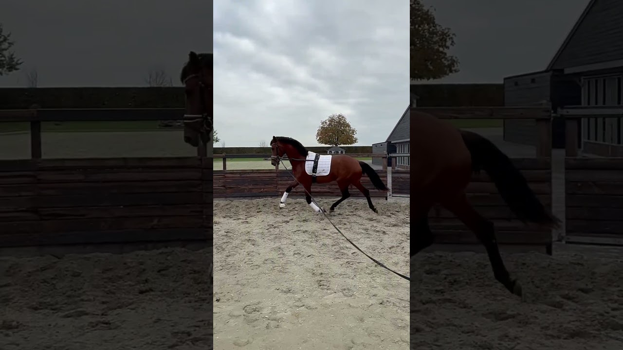 Totally Vegas #dressage #horse #stallion #equestrian