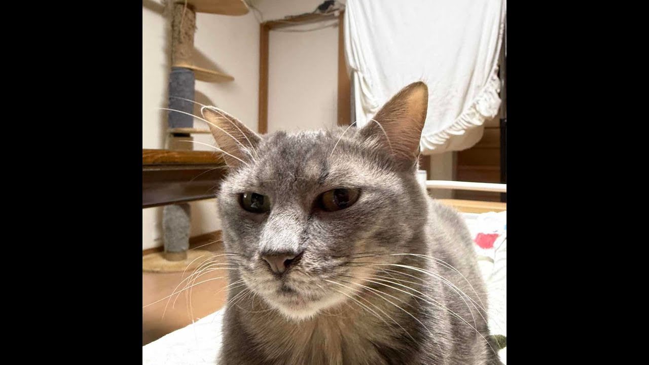 ねこオアシスオハナ　2026.2.19自宅