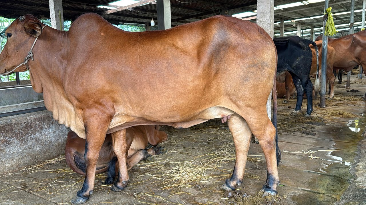 Bò Cái Nền Khá Đẹp Cùng Nhiều Sự Chọn Lựa Tại Trại. 