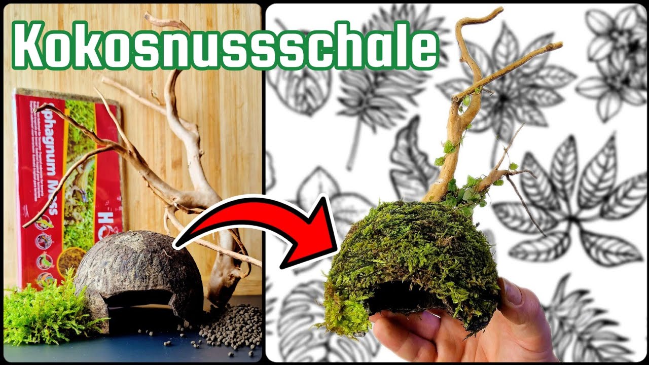 Dekoration für das Terrarium Selbst kreieren ( Kokosnussschale )