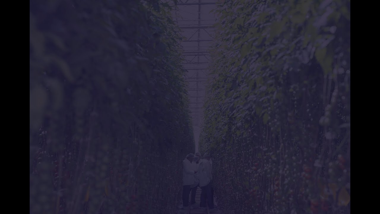 Corporate video | LetsGrow.com | English