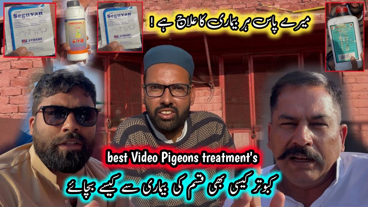 Best Video Pigeons Treatment 