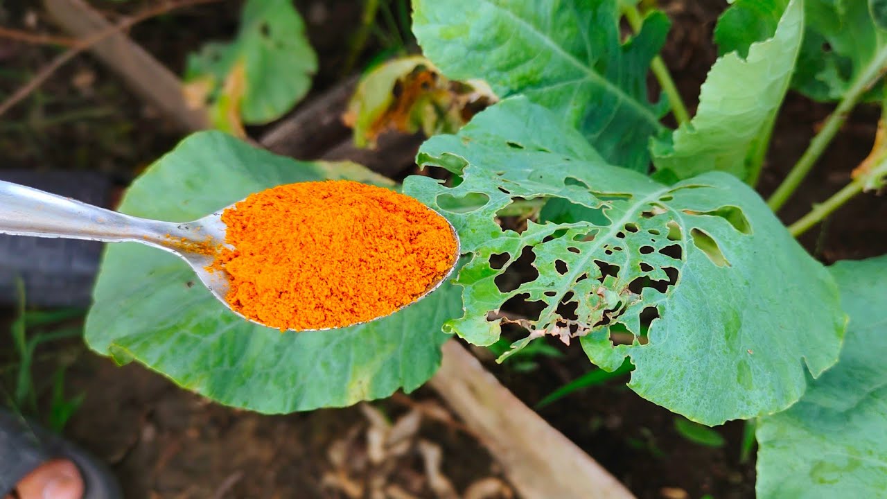 Say Goodbye to Pests and Fungus with This Turmeric Garden Hack