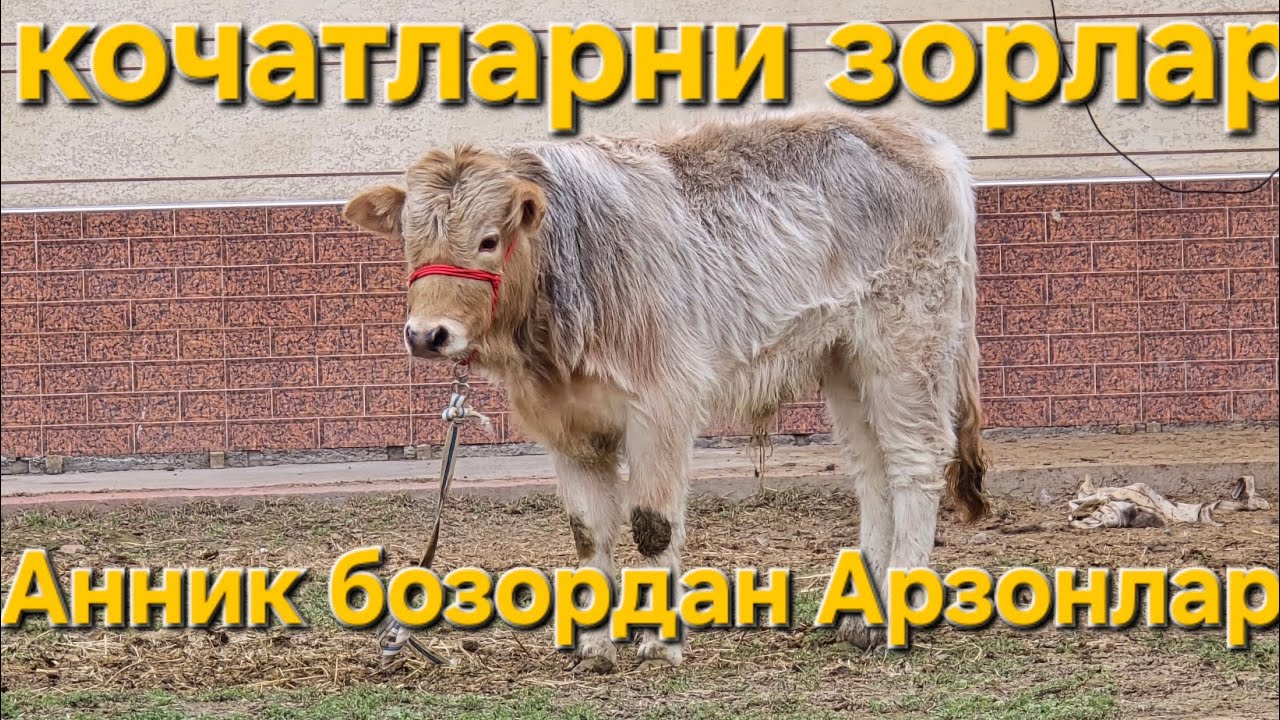 Чемпионлари келди нархи Арзонлари 