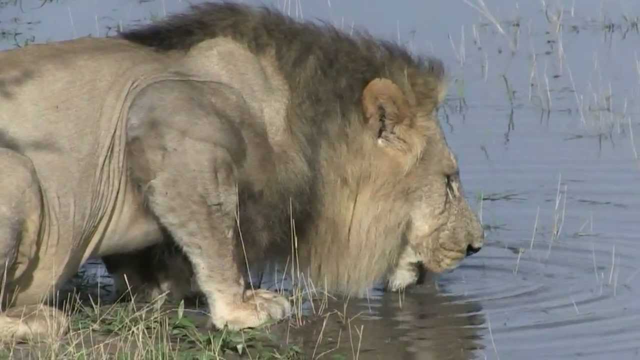 Lion drinking at Botswana water hole.avi