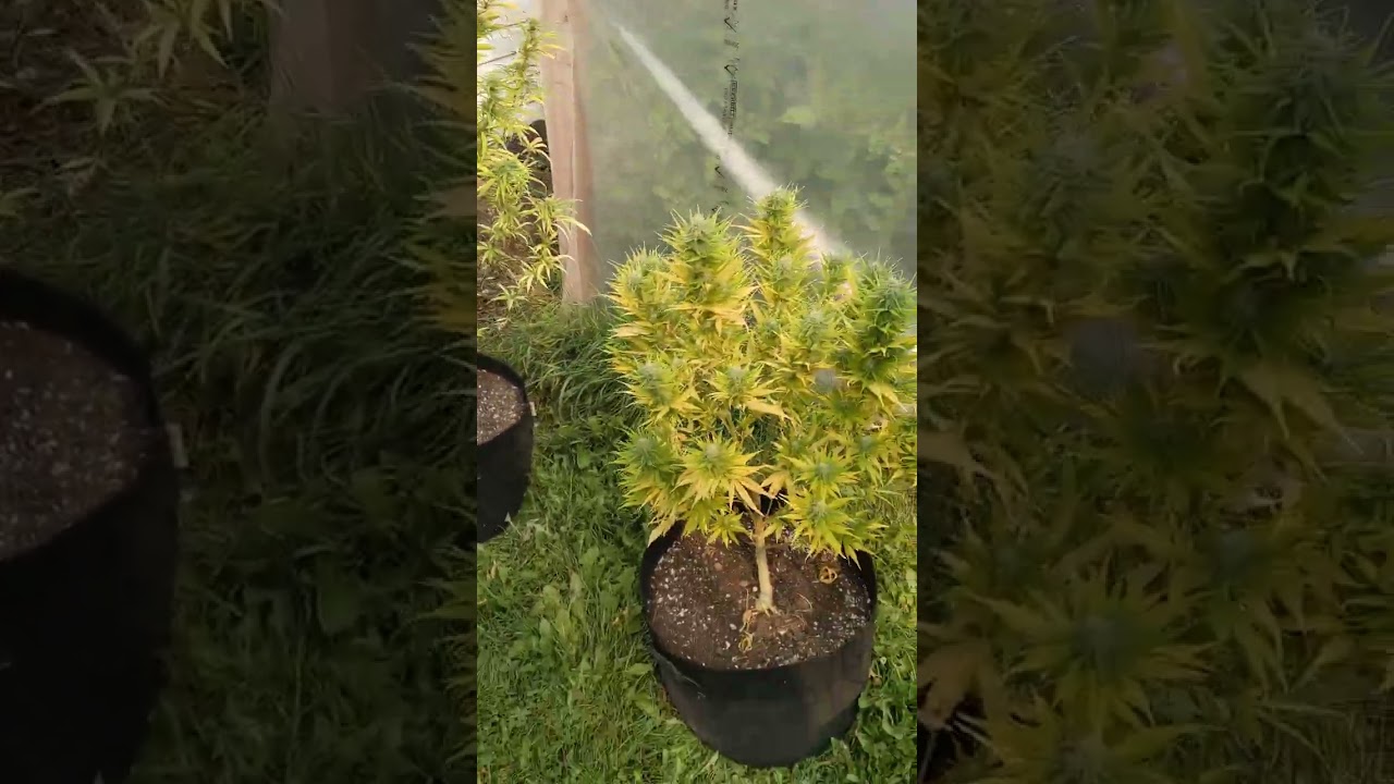 Week 5 of flowering cannabis Blue Deam and Durban Poison