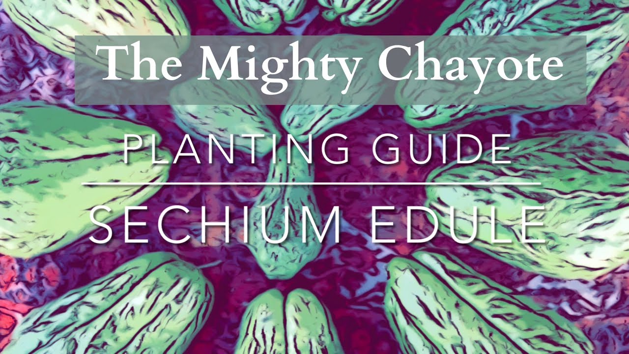 A complete guide to growing chayote