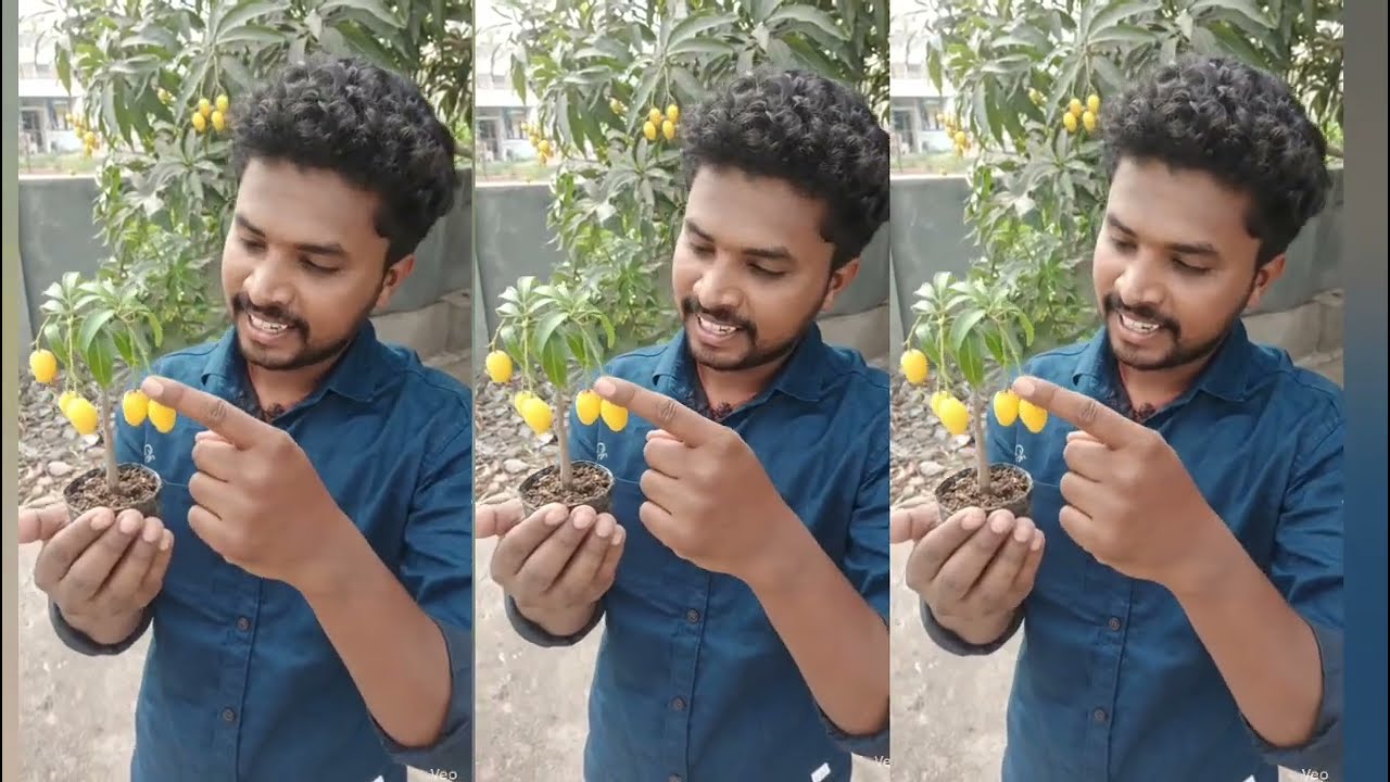 எவ்வளவு சிறிய மாம்பழம் இருக்கு பாருங்க #manga #mengo #Smalltree #fruit #aivideo 