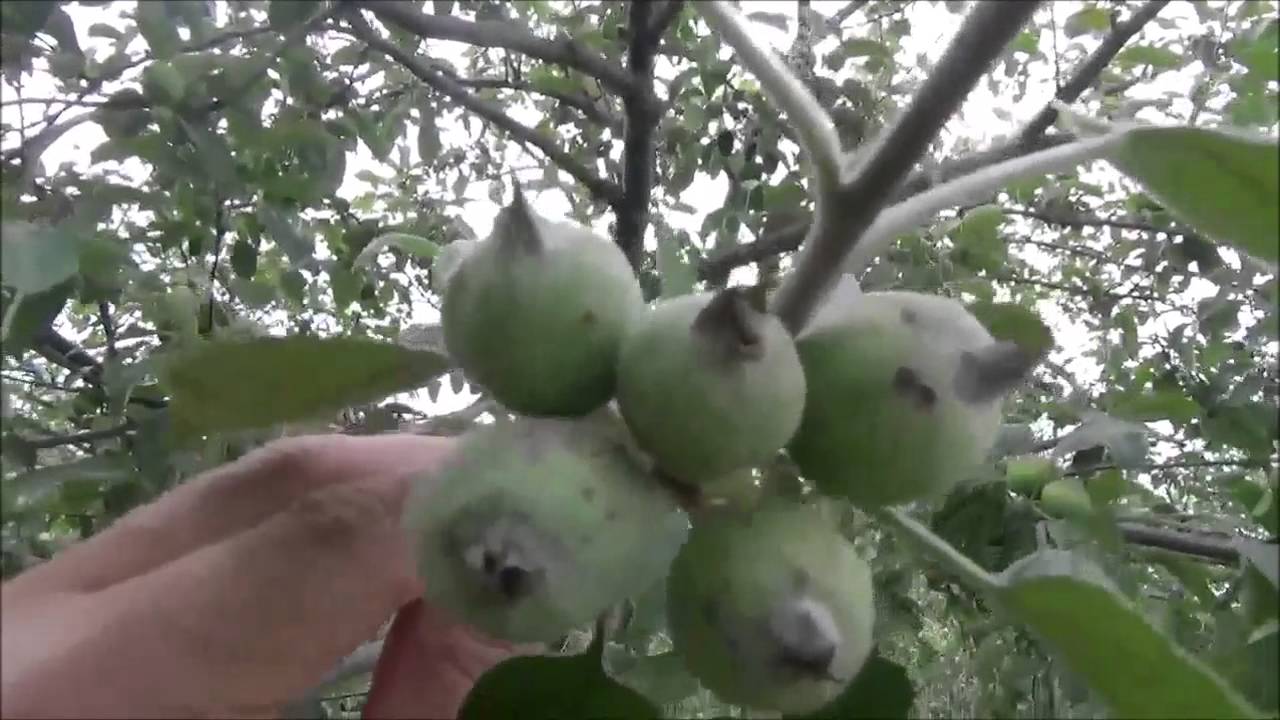 Thinning Fruit Trees - Thinning Your Apples