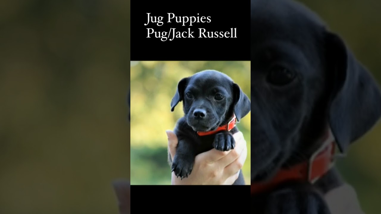 Adorable Jug Puppies ready for forever homes!