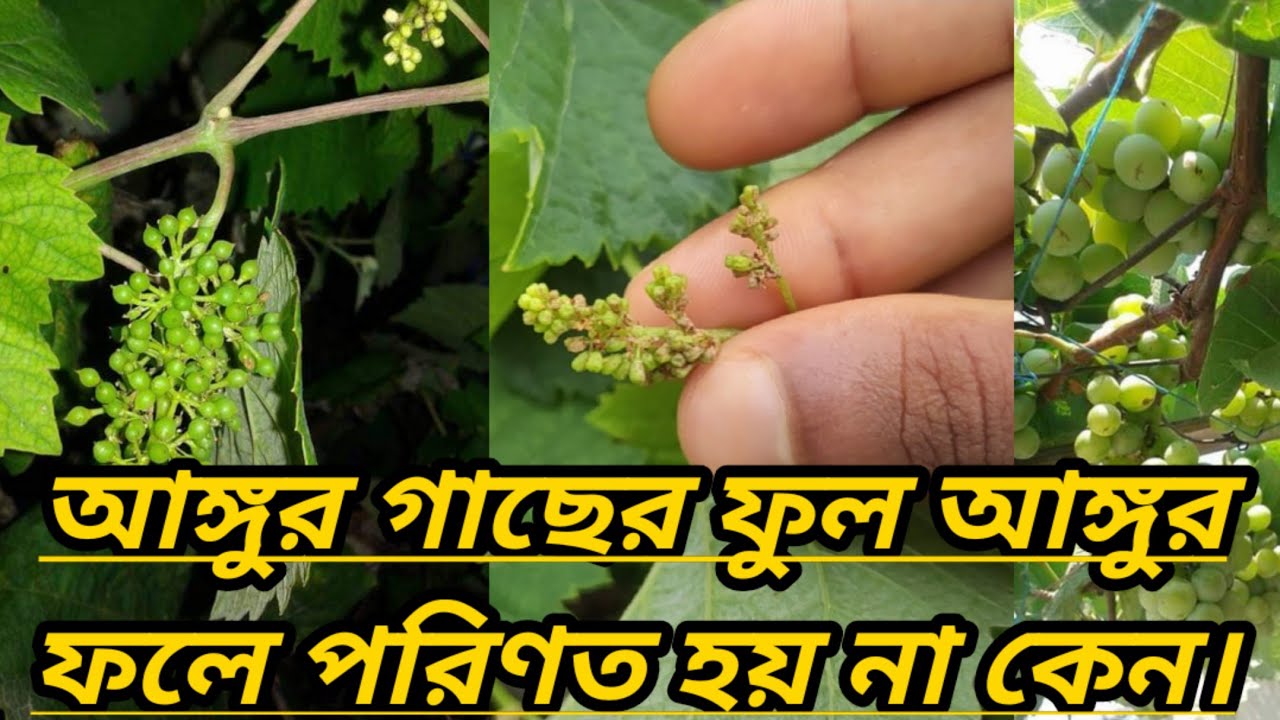 আঙ্গুর গাছের ফুল আঙ্গুর ফলে পরিণত হয় না কেন।। Why the flowers of the vine do not turn into grapes।।