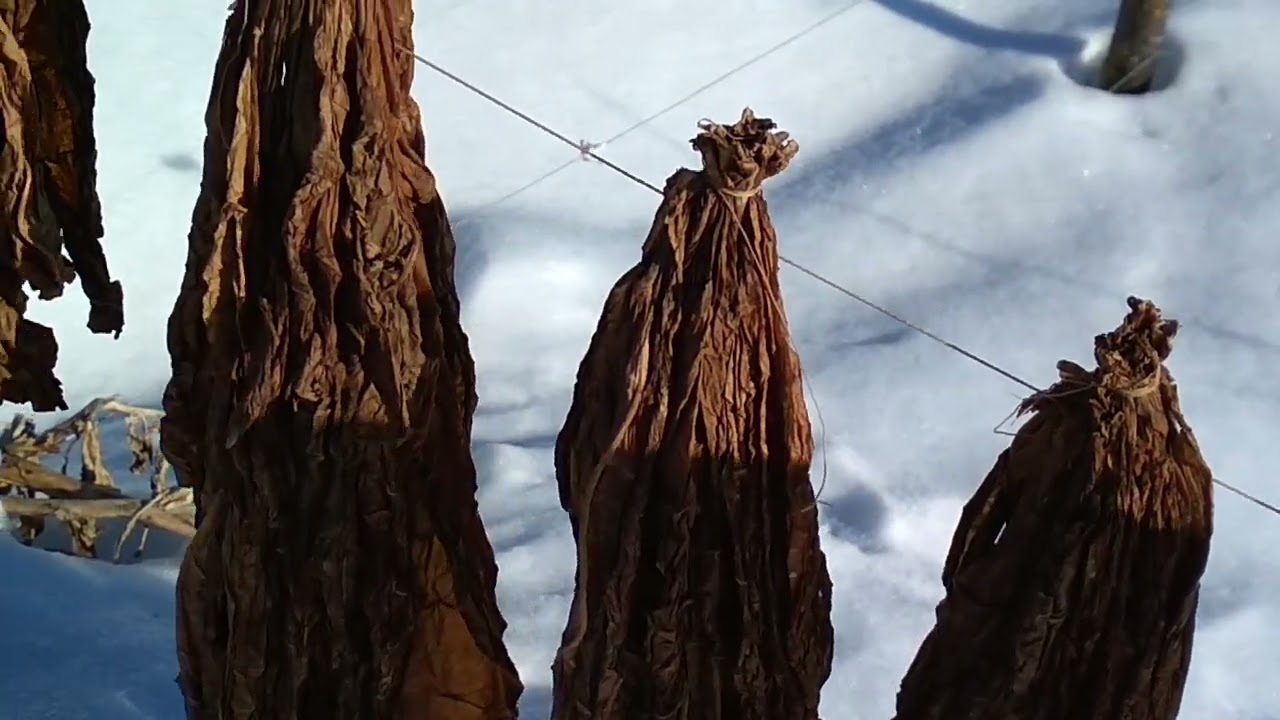 Табачная тема Ч4. 16.02.2026