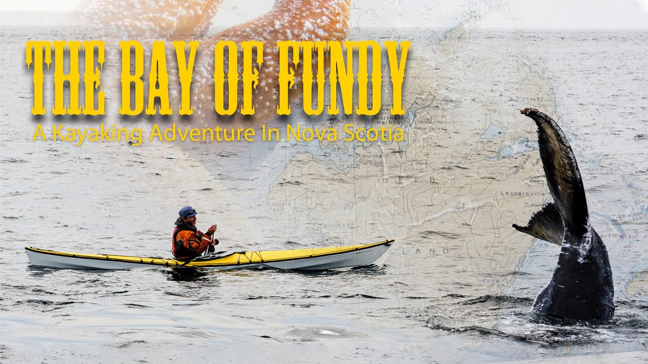 Kayaking with Giants: Adventures in the Bay of Fundy