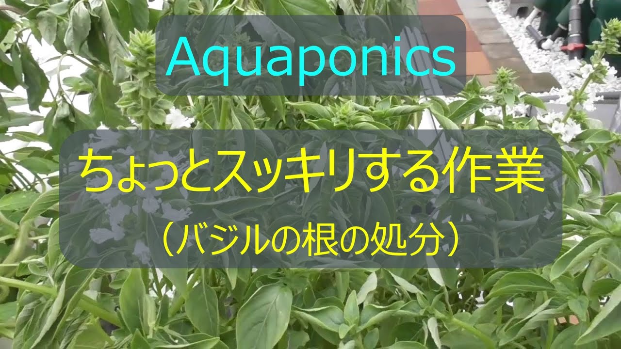 #9【閲覧注意】汚いけどちょっとスッキリする作業（バジルの根の処理）