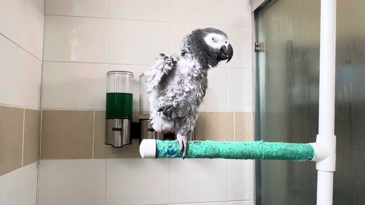 Parrot sings purple rain. Talking parrot tells me she loves me cleaning poop and sings she loves me