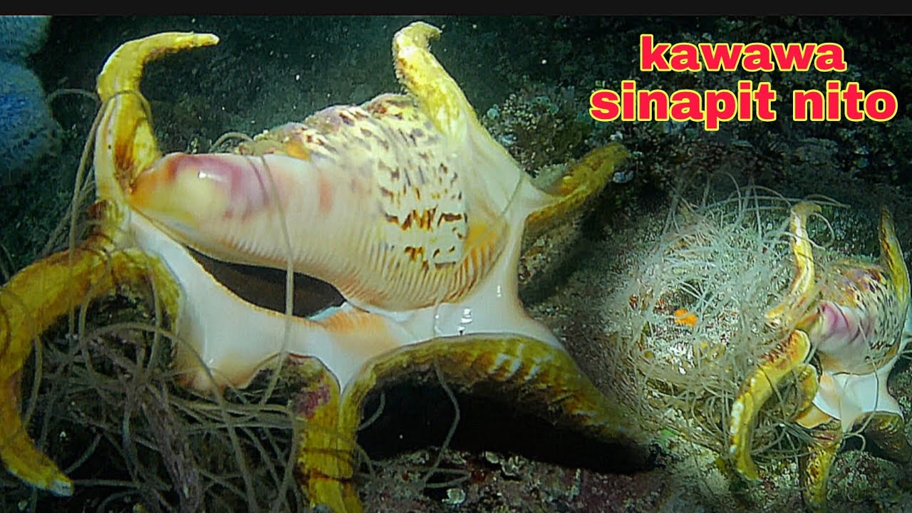 ep457 Dive1 kawawa ang sinapit ng isang ito na pulupotan ng mga nylon.