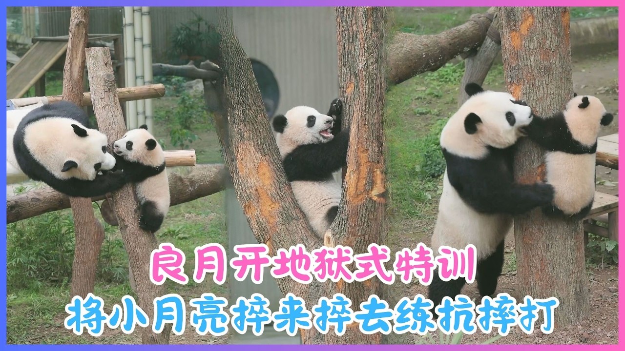 26.02.05💖良月开地狱式特训～将小月亮捽来捽去练抗摔打，搞到佢摊喺树杈擘大口唞大气！