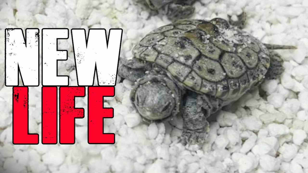 Hatching Baby Turtles! Baby diamondback terrapins with yolk and egg tooth! Hatchling Pet Turtles