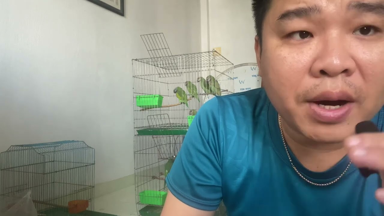  vẹt nhà em , và cách nhận biết một chú vẹt được chăm tại nhà khoẻ mạnh sẽ có những đặt điểm gì 