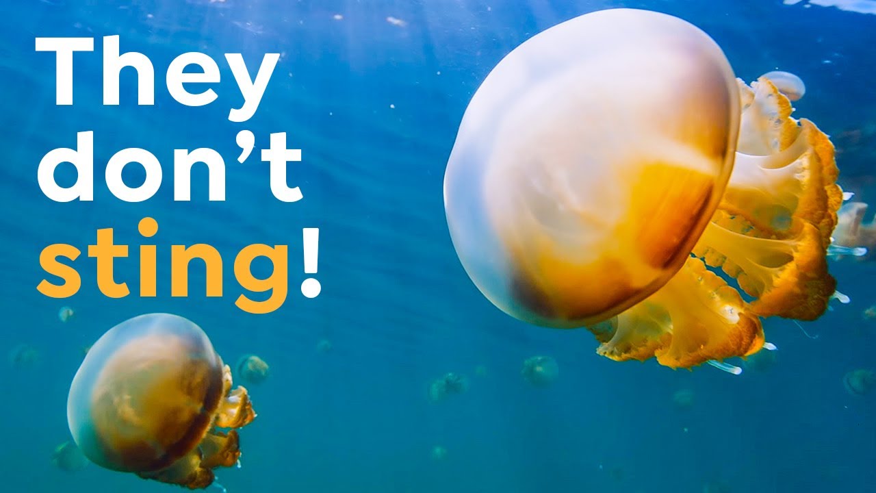 How Millions of Stingless Jellyfish Ended Up in One Lake