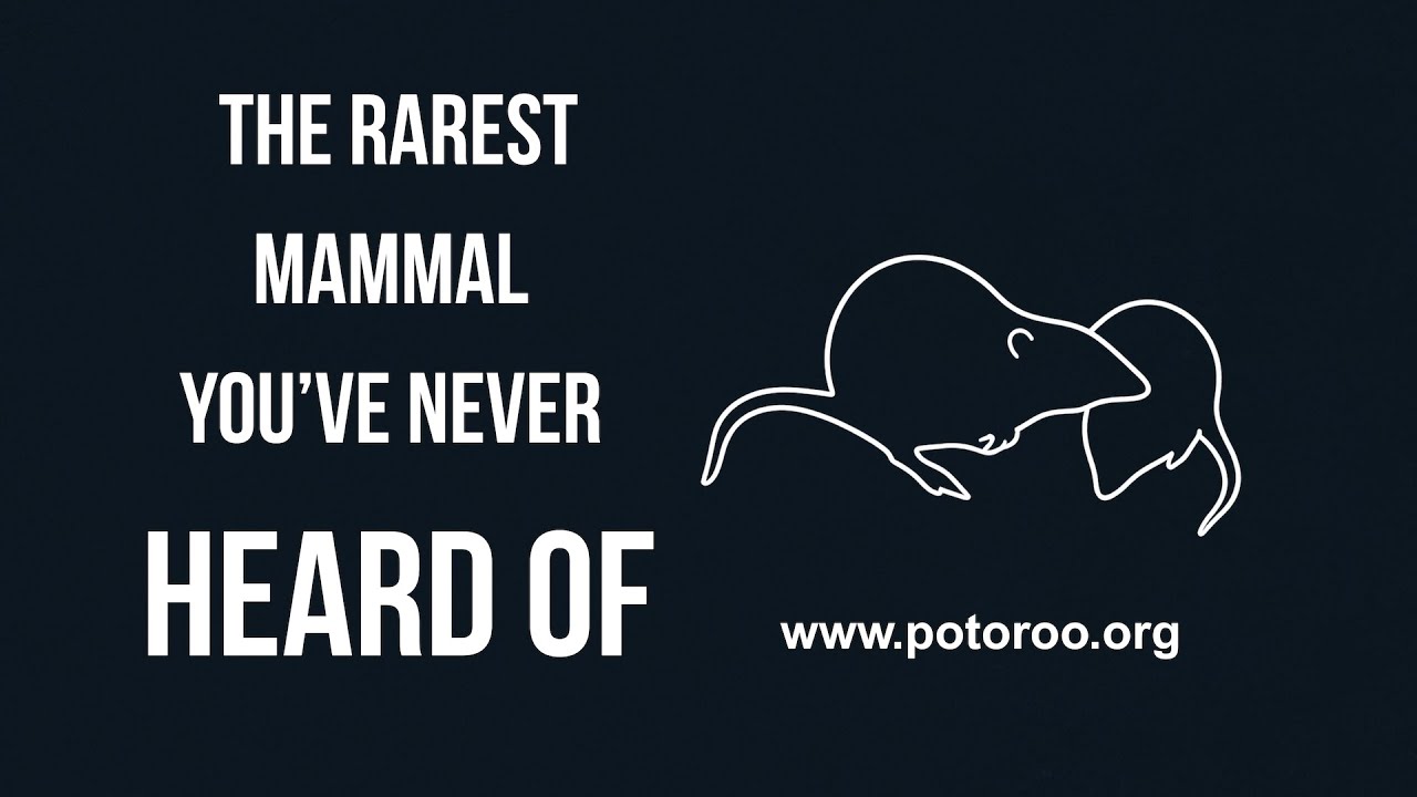 The Rarest Mammal You&rsquo;ve Never Heard Of | Gilbert&rsquo;s Potoroo - Chapter I