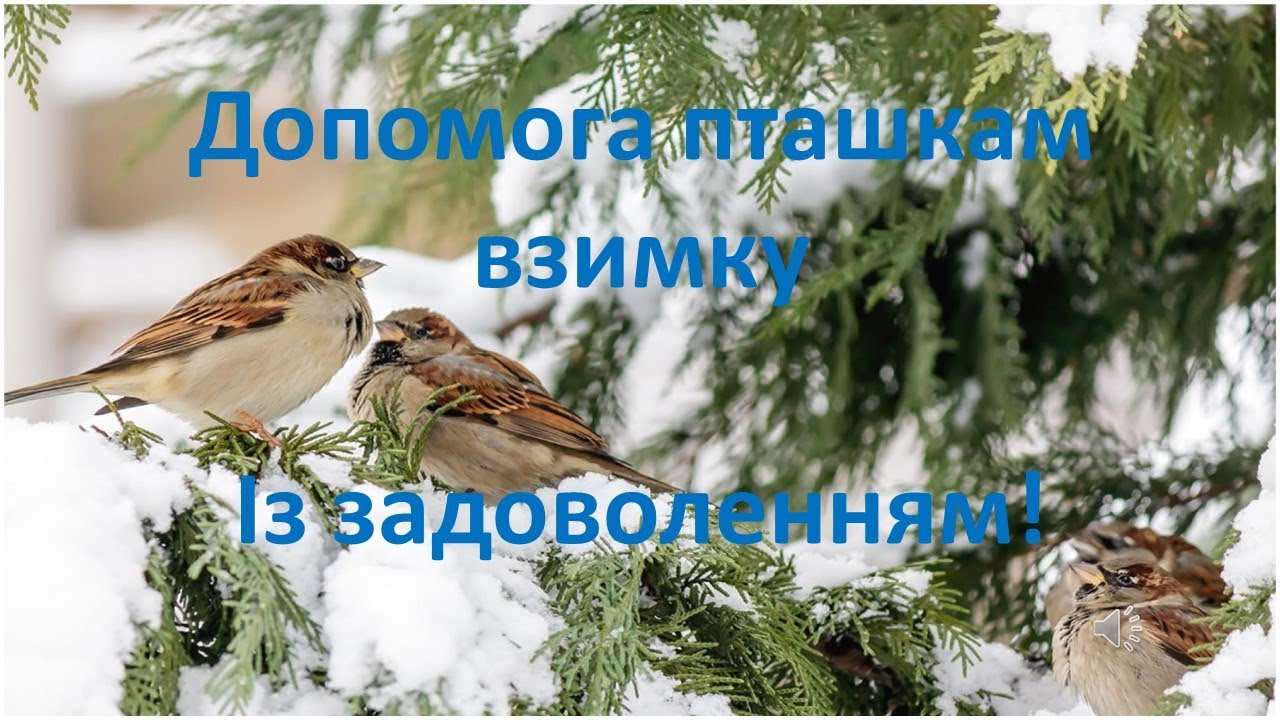 Допомога пташкам взимку. Проєкт. 2 клас