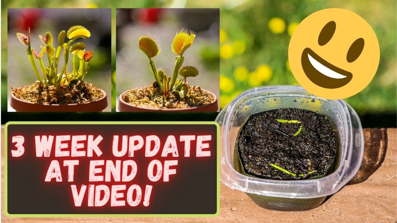 How To Propagate & Clone A Venus Flytrap Cultivar: B52 & UK Sawtooth II Flower Stalk Cuttings!