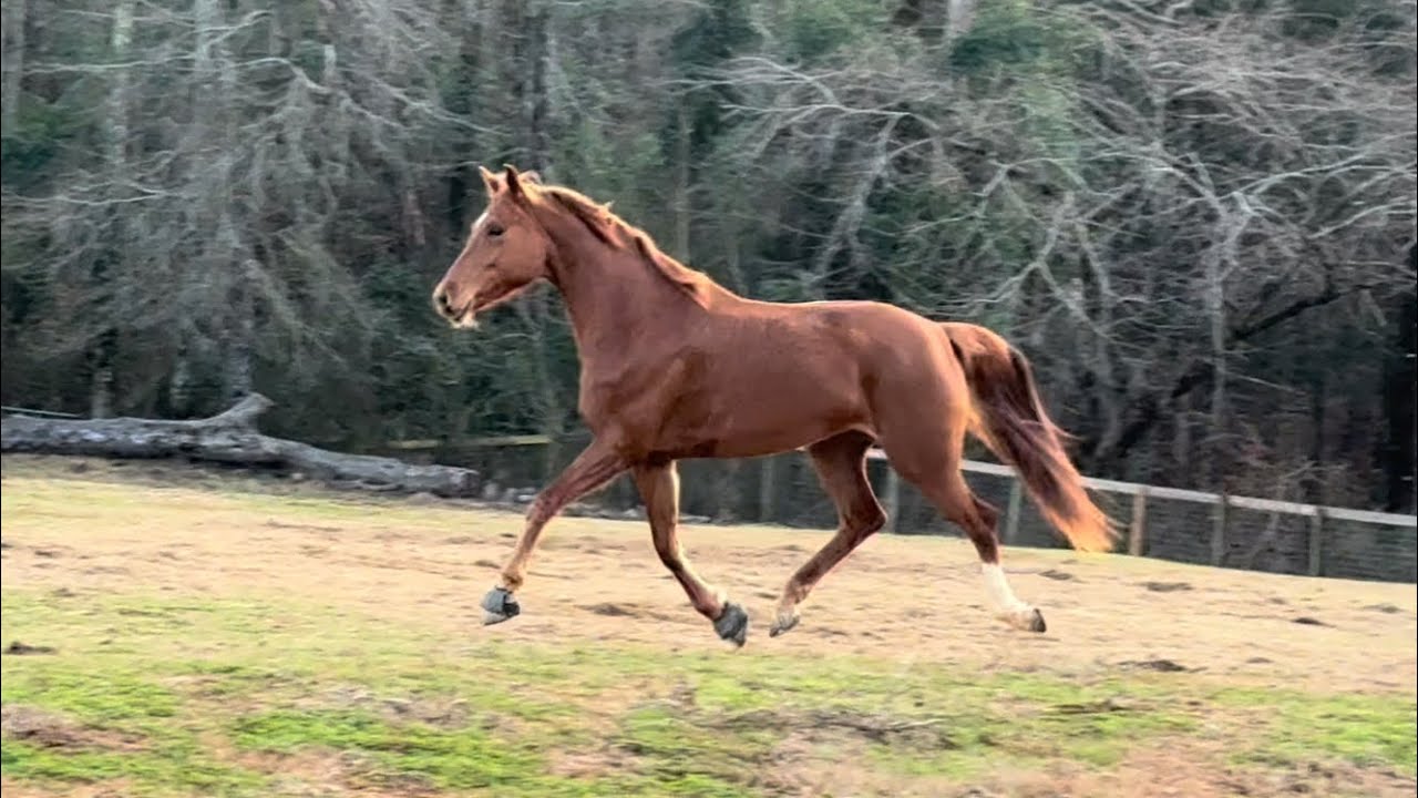 trot loose in field Sandy