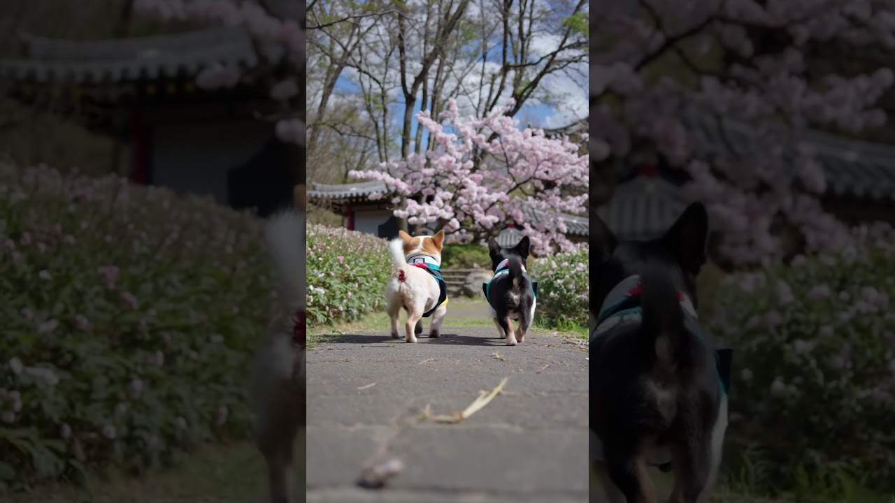 A dog tours Korea in spring #ai #cute #dog #korea #spring #sightseeing #shorts