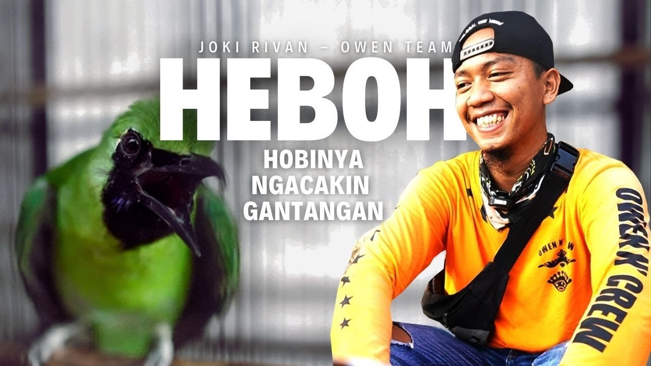 Bikin HEBOH Ngacak-ngacak GANTANGAN😱Rahasia Cucak Ijo TANPA JEMUR