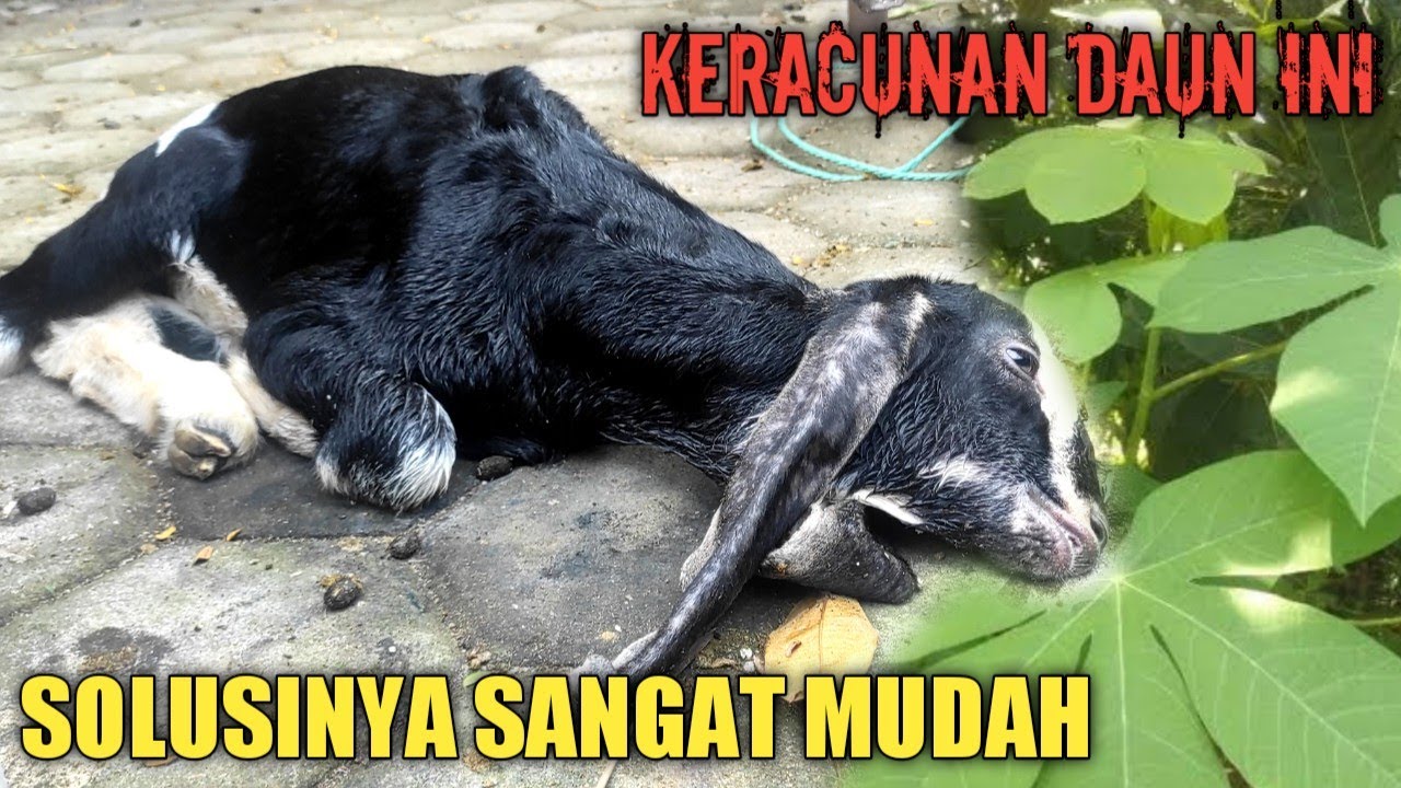 CARA MENGOBATI KAMBING KERACUNAN DAUN SINGKONG KARET