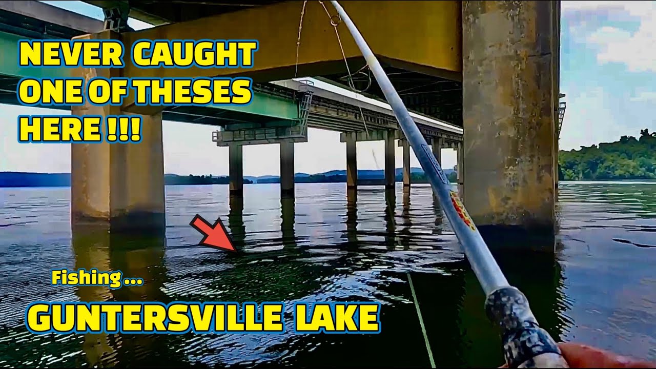 Fishing GUNTERSVILLE LAKE on TENNESSEE RIVER using BIG MINNOWS as BAIT!! (CATCHING BAIT)