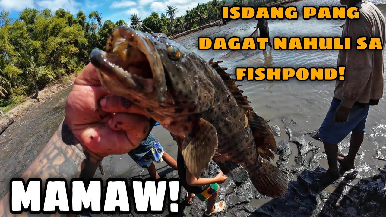 LAPU-LAPU SA FISHPOND? PANO NANGYARI YON! 😱 HARVEST NANAMAN 😁