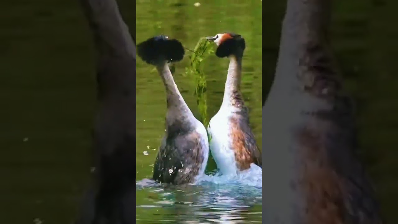Great Crested Grebe