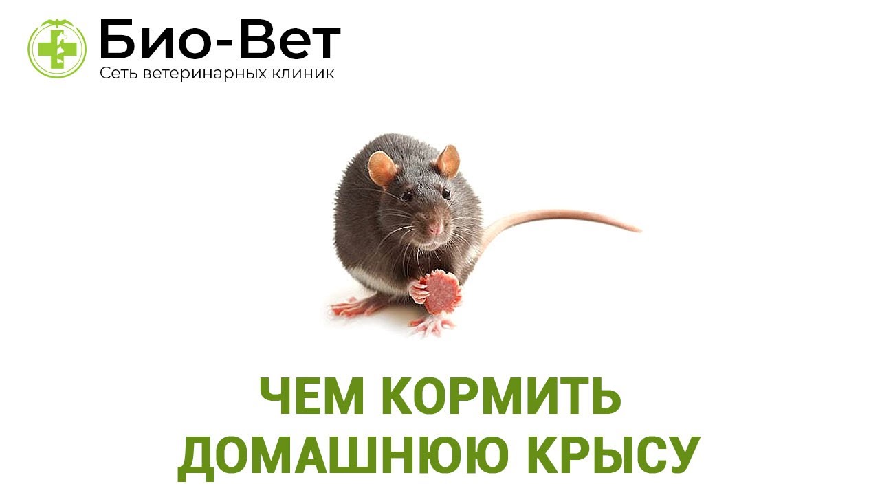 Чем Кормить Домашнюю Крысу & Питание Домашней Крысы. Ветклиника Био Вет