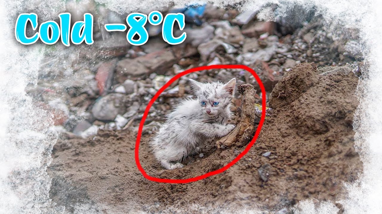 Котёнок, брошенный на свалке при температуре -8°C, грязный и вонючий, счастлив что у него есть дом!