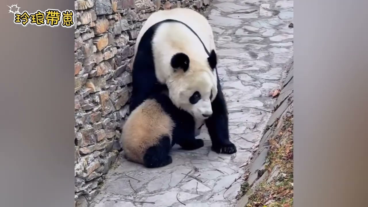 玲琅初為熊母，喜提虎媽稱號，抱著寶寶打滾，孩子嚶嚶叫，教寶寶爬樹#panda #판다 #大熊猫玲琅 #神树坪基地