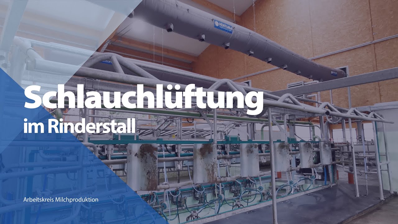 Schlauchlüftung im Rinderstall