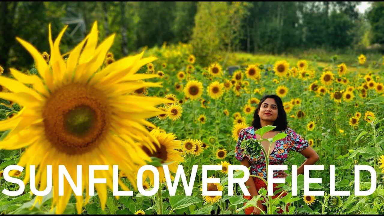 sunflower field - Finland Aug' 2024